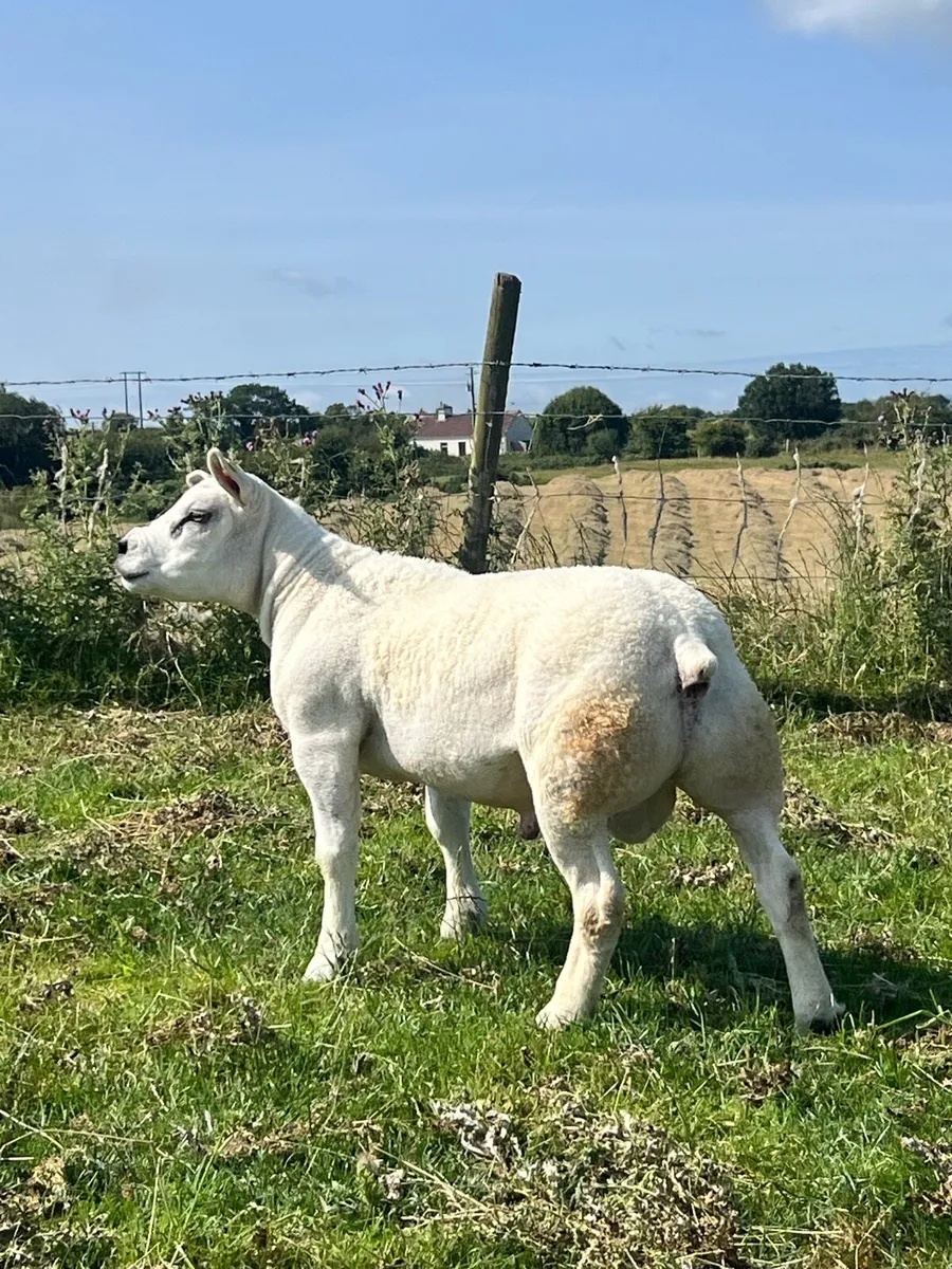 Pedigree texel hogget ram - Image 3