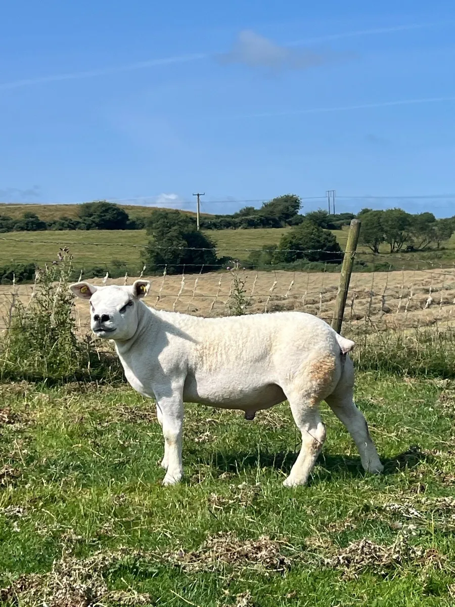 Pedigree texel hogget ram - Image 4