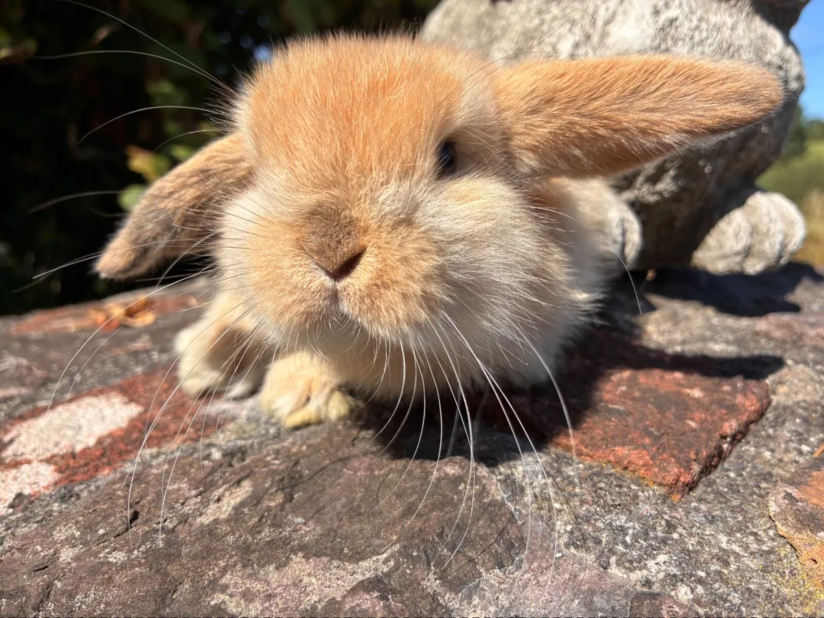 Mini lop baby rabbit - Image 1