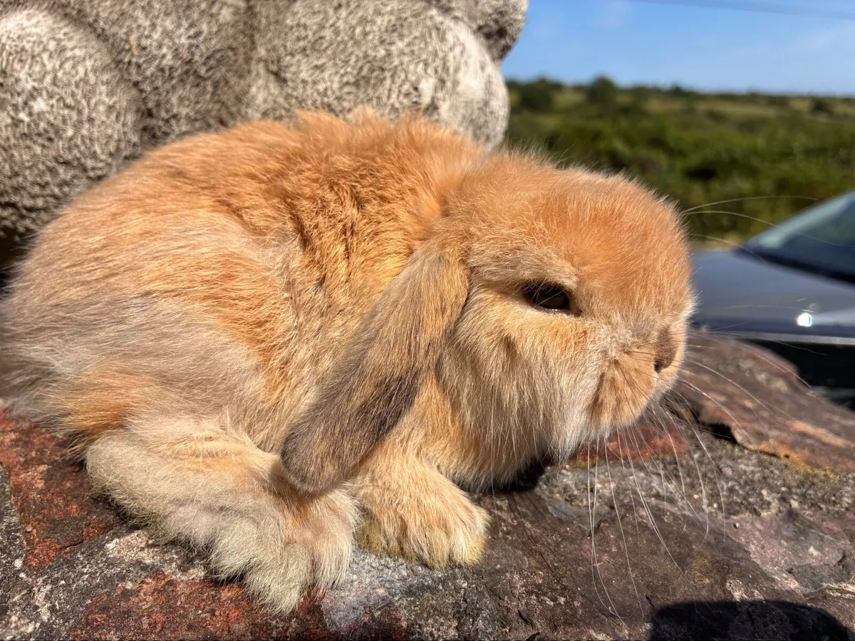 Mini lop baby rabbit - Image 2