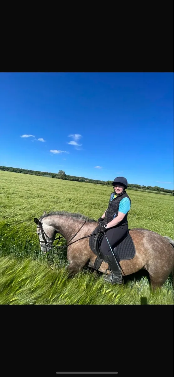 Cappa Sarsfield TIH 6 Year Old Mare - Image 3