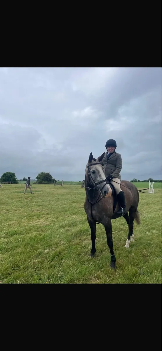 Cappa Sarsfield TIH 6 Year Old Mare - Image 4