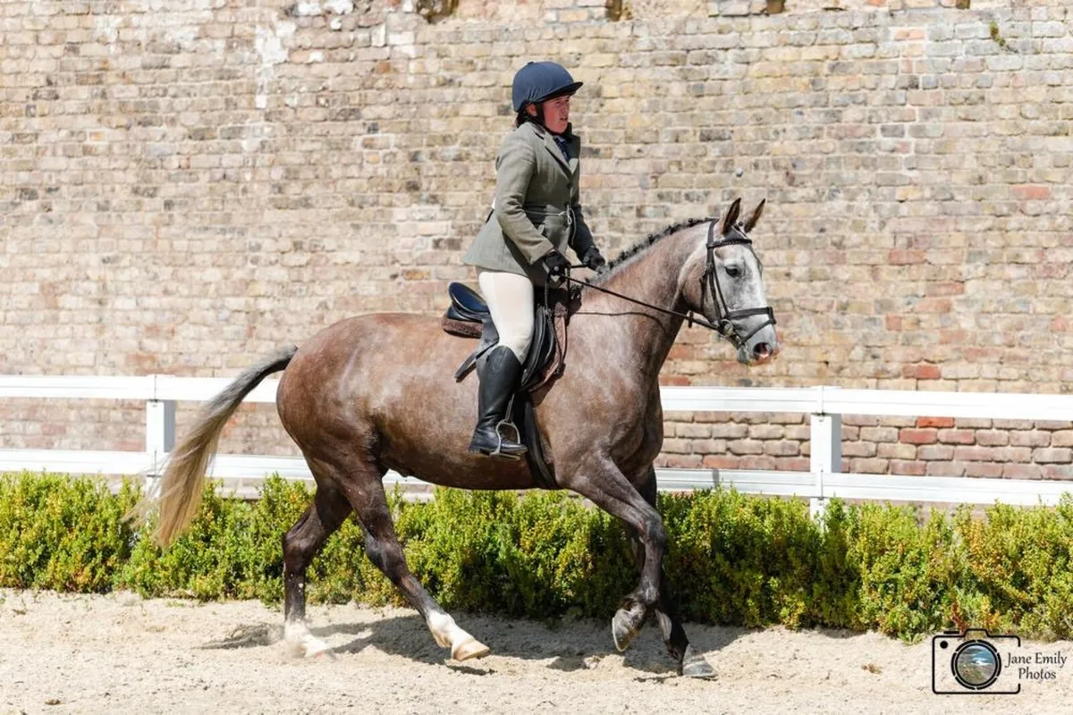 Cappa Sarsfield TIH 6 Year Old Mare - Image 1