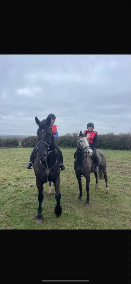 Cappa Sarsfield TIH 6 Year Old Mare - Image 2