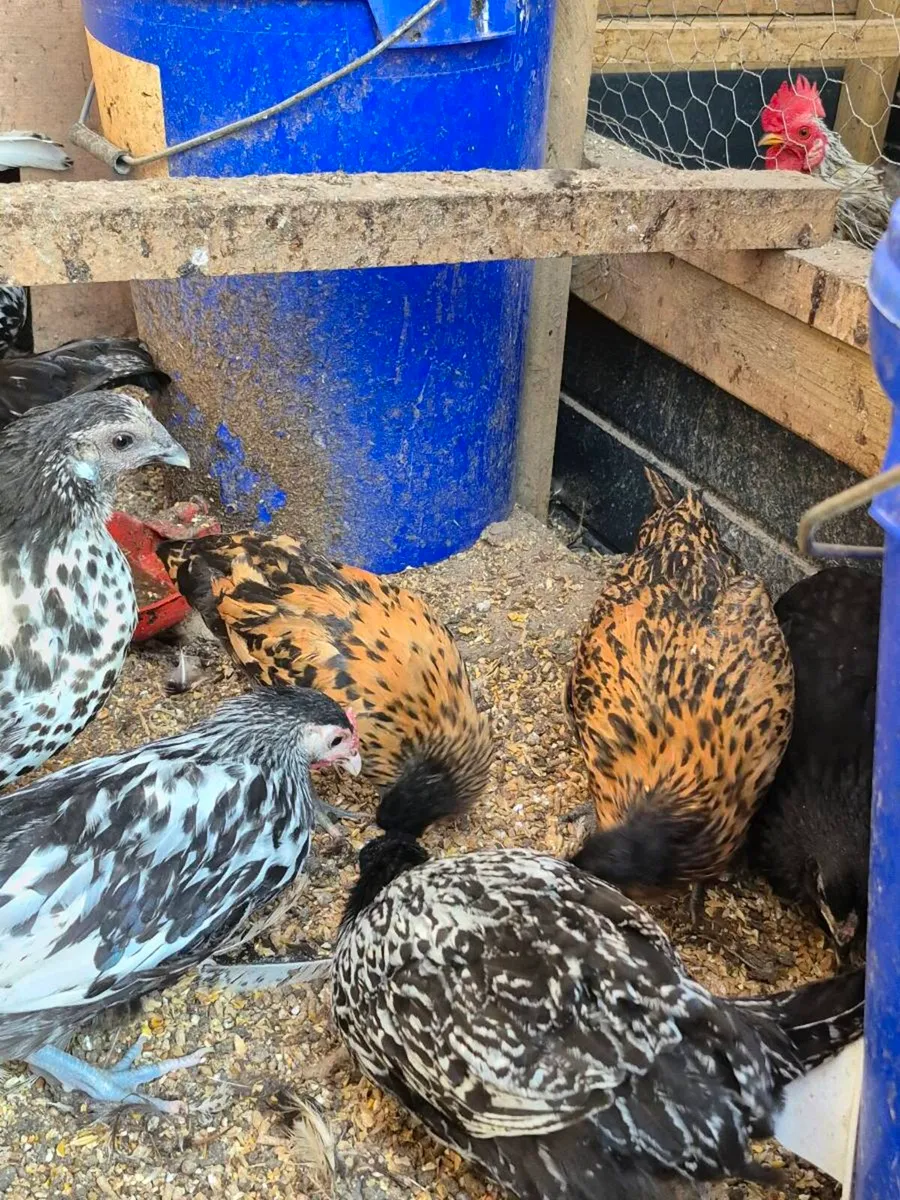 Bantam Pullets & Serema Roosters - Image 3