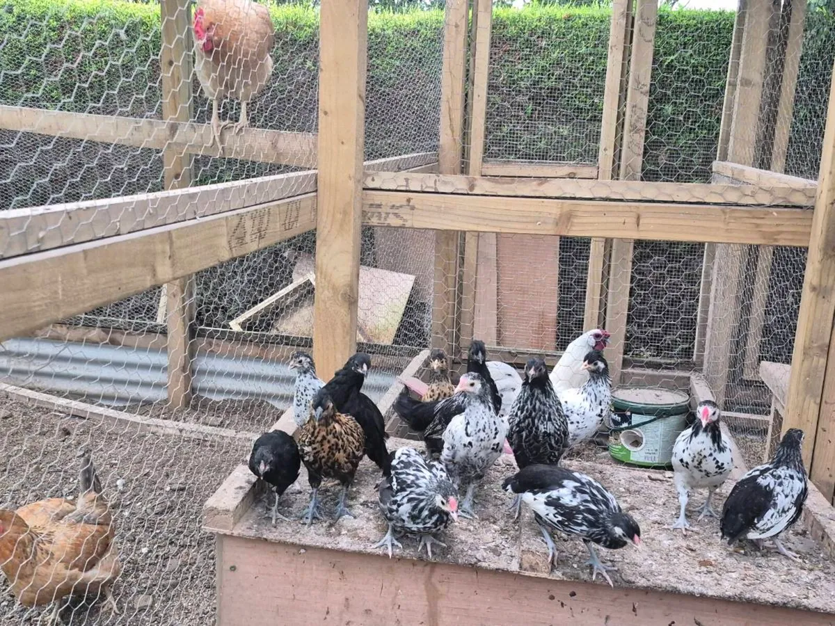 Bantam Pullets & Serema Roosters - Image 4