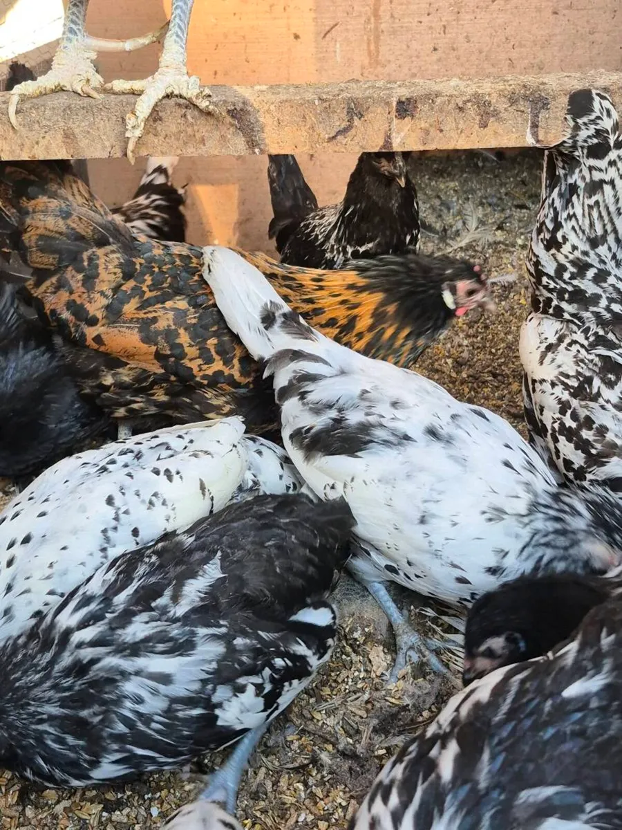 Bantam Pullets & Serema Roosters - Image 2
