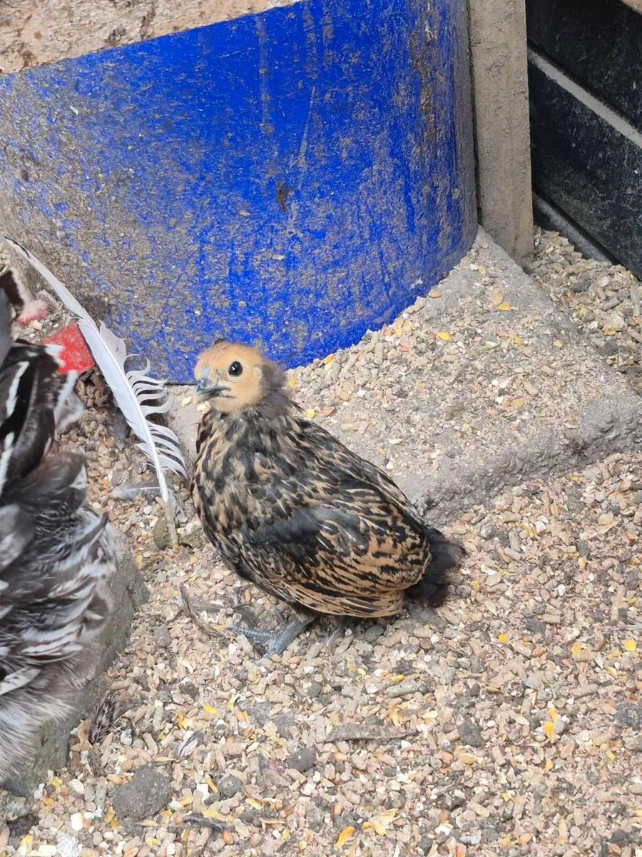 Bantam Pullets & Serema Roosters - Image 1