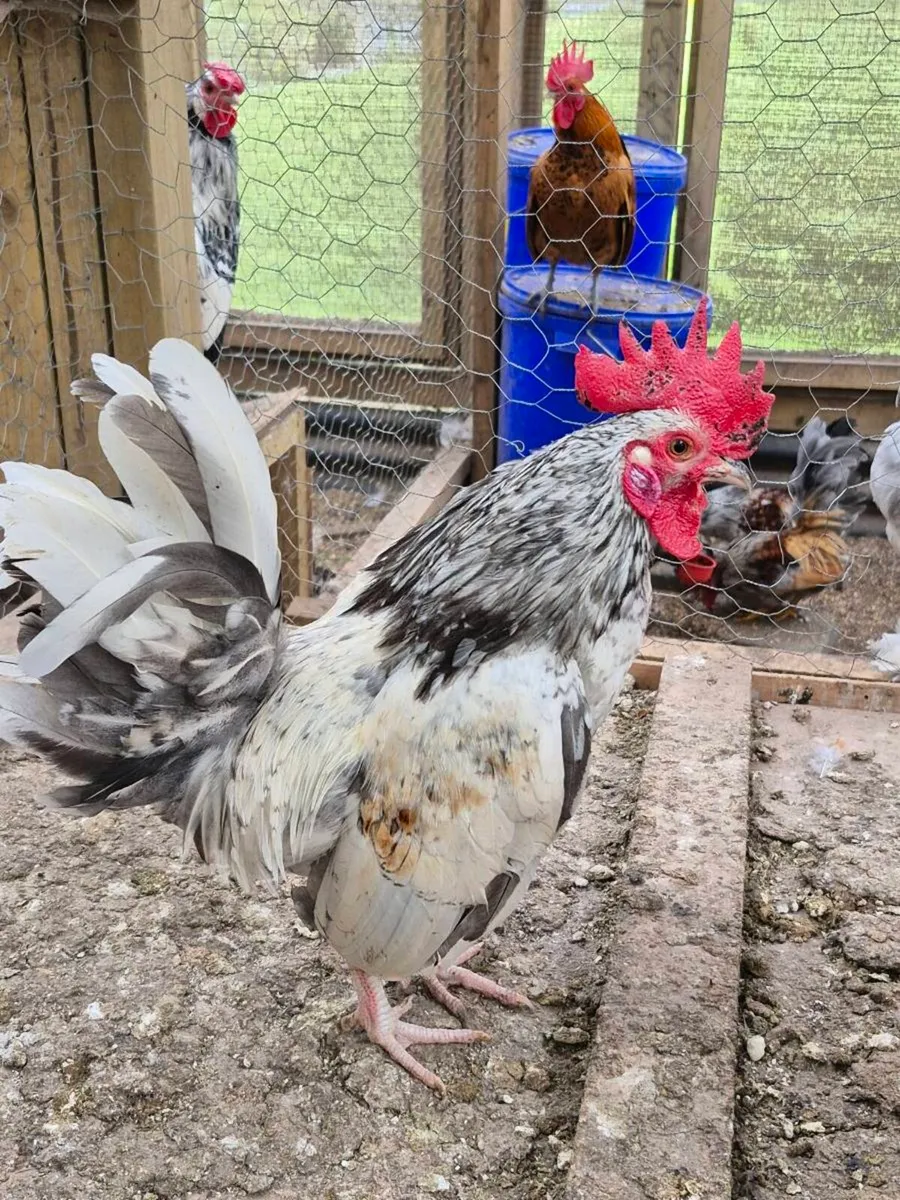 Serema Roosters - Image 2