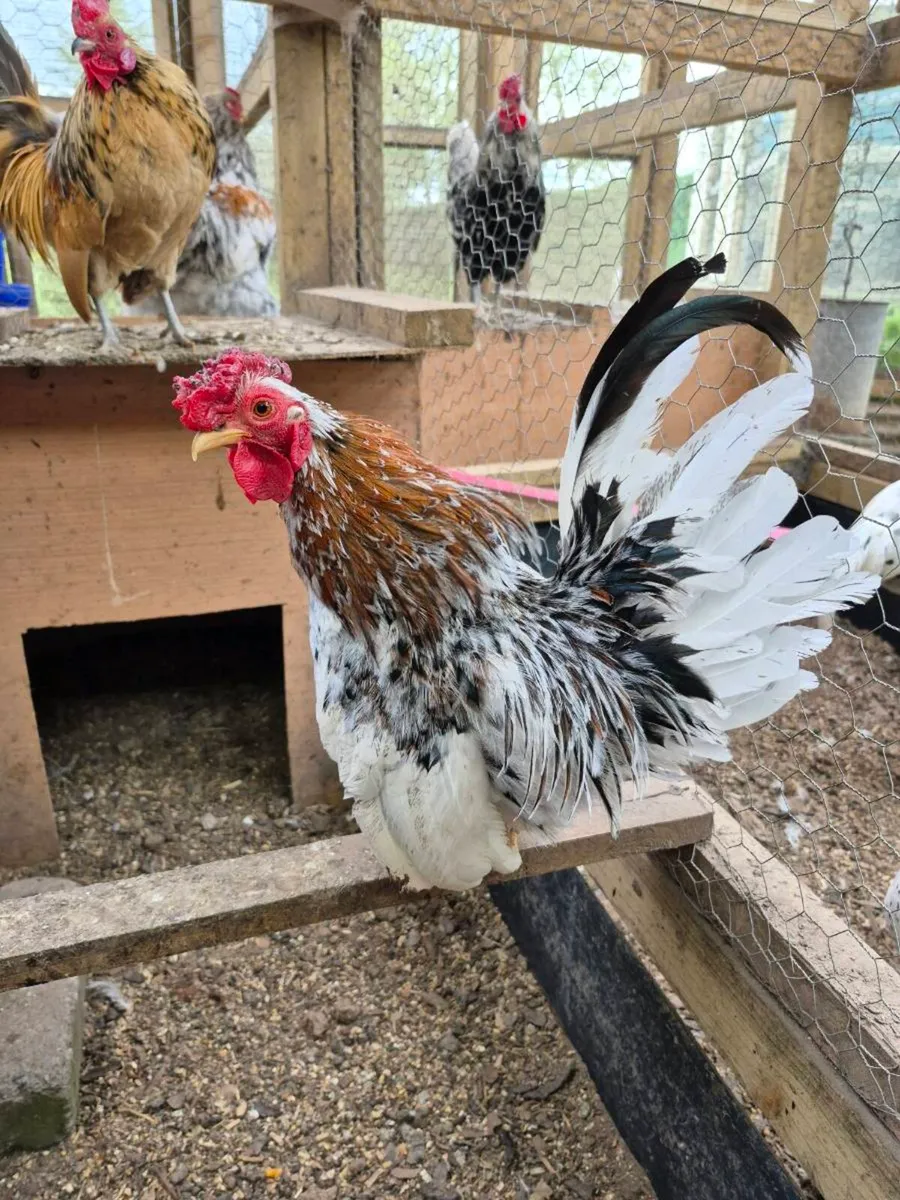 Serema Roosters - Image 3