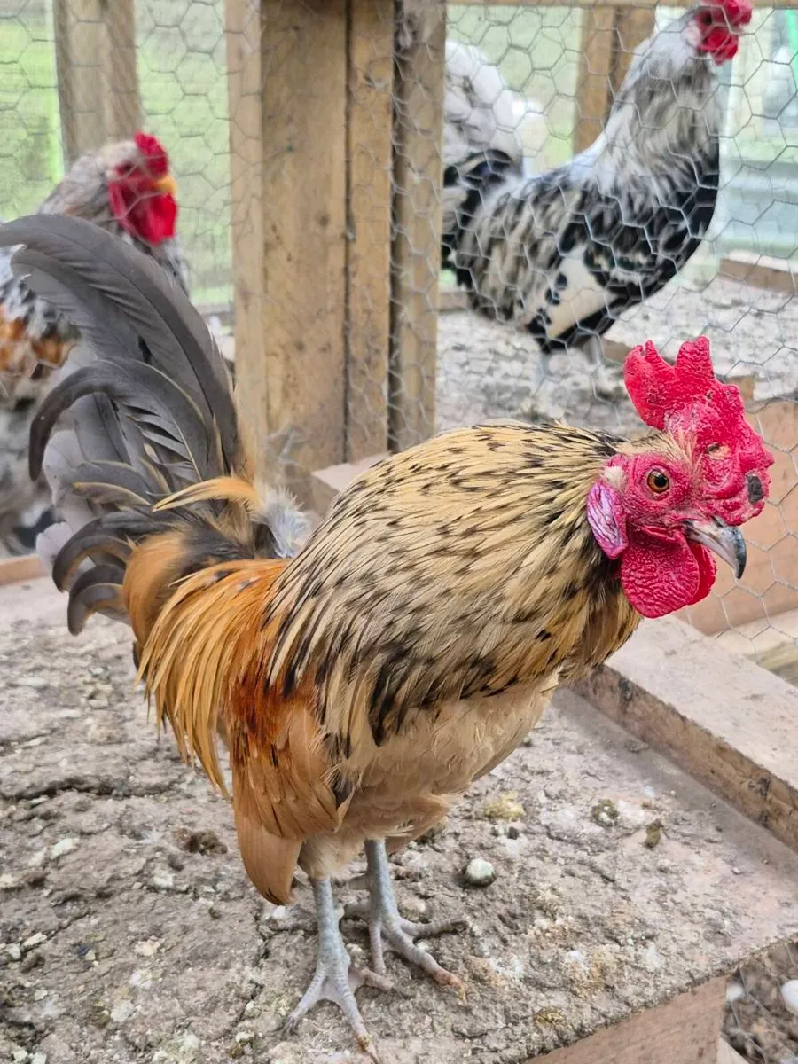 Serema Roosters - Image 1