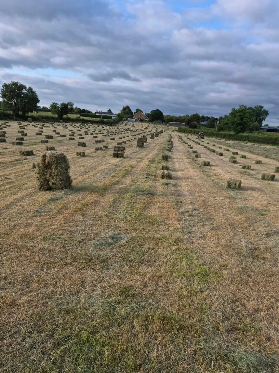 Square bales of hay