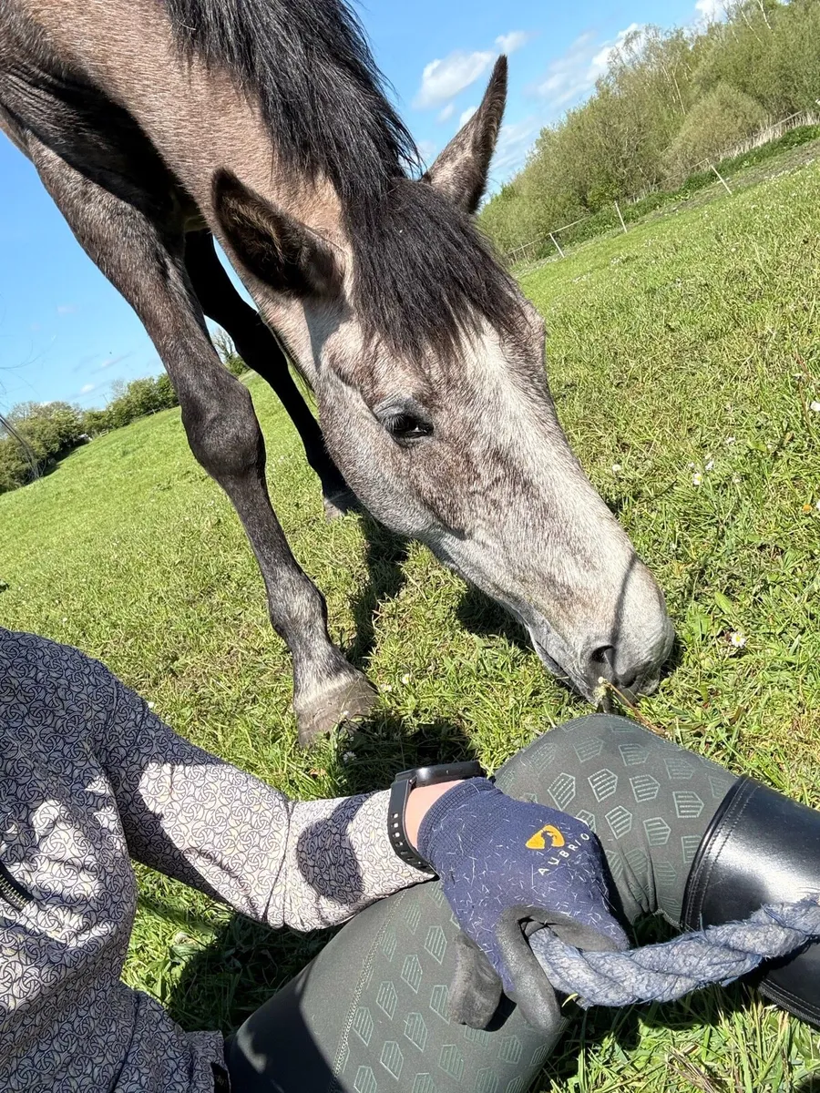 Traditional Irish mare - Image 2