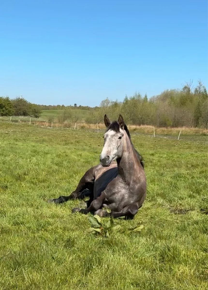 Traditional Irish mare - Image 3