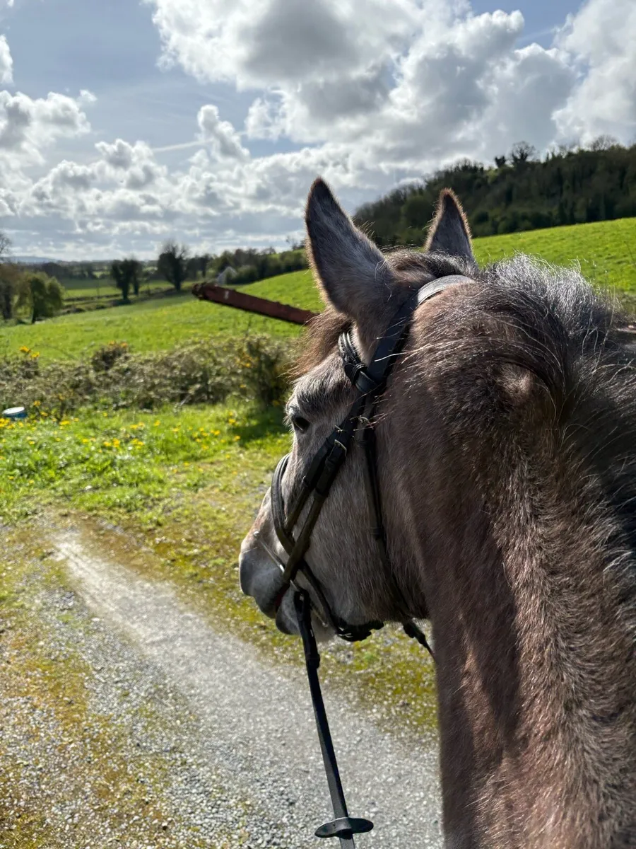 Traditional Irish mare - Image 4