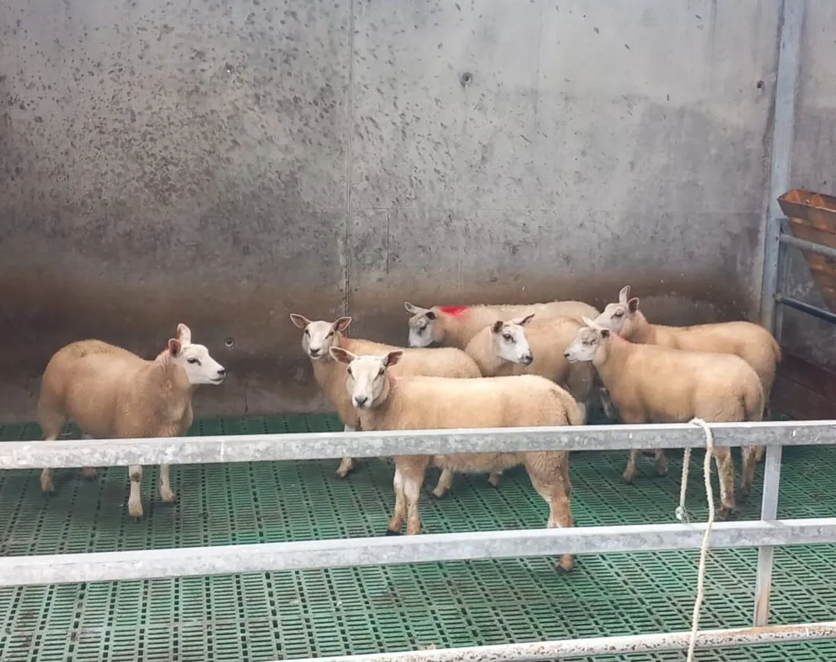 27 Texel Ewe Lambs - Image 3