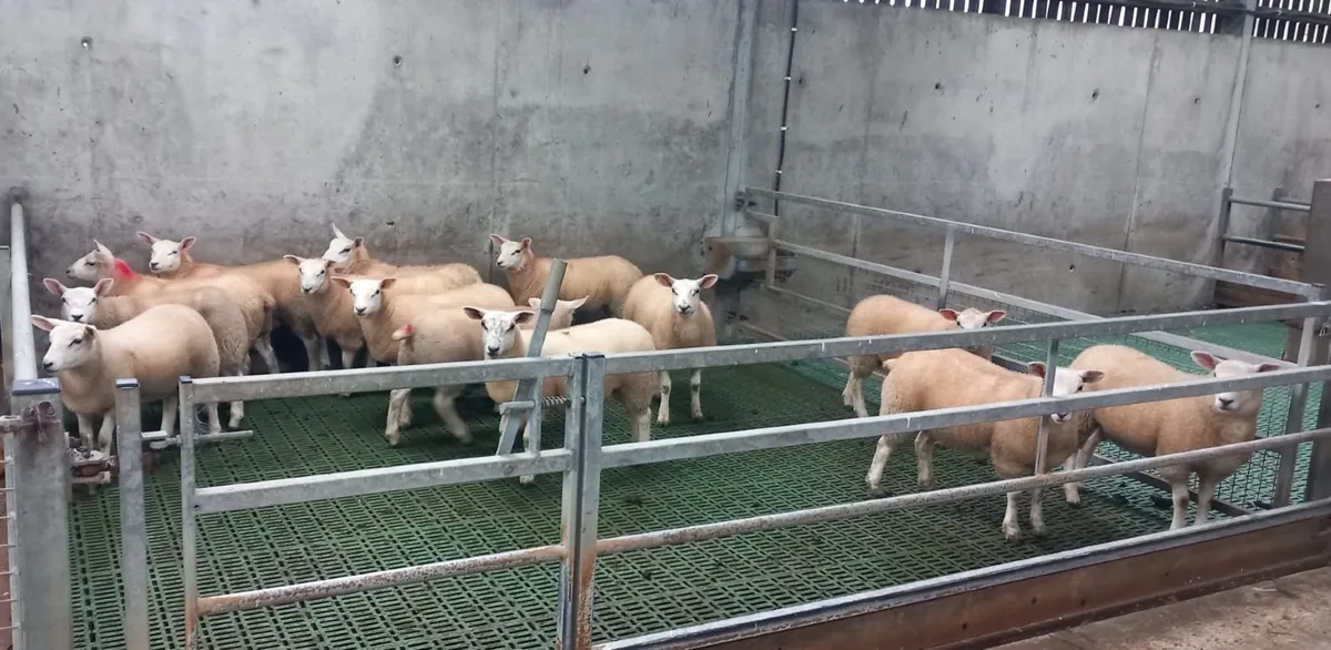 27 Texel Ewe Lambs - Image 4