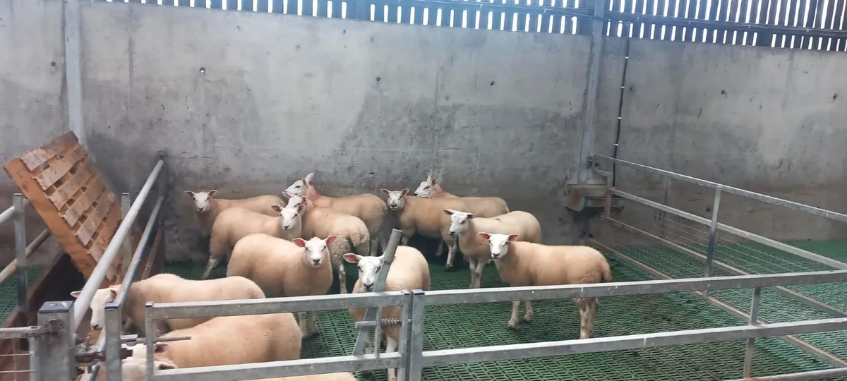 27 Texel Ewe Lambs - Image 2