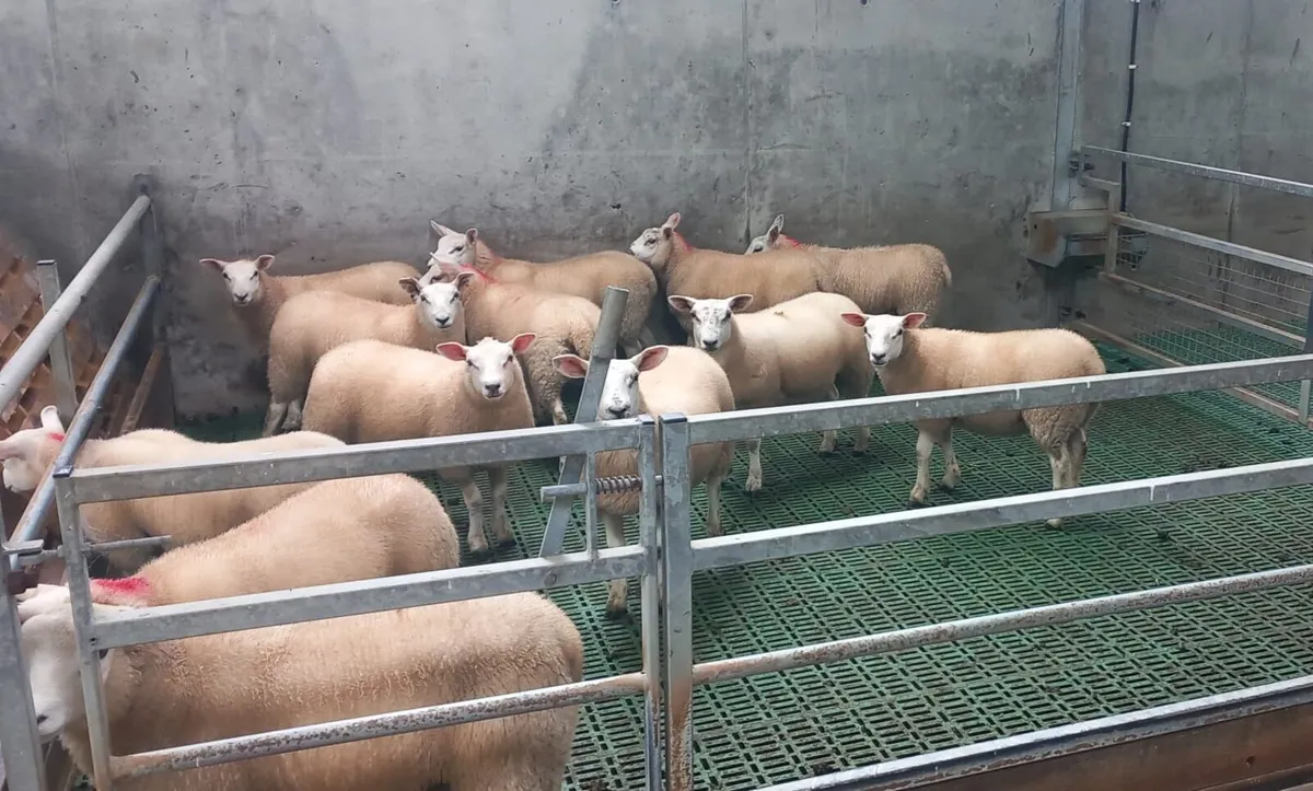 27 Texel Ewe Lambs - Image 1