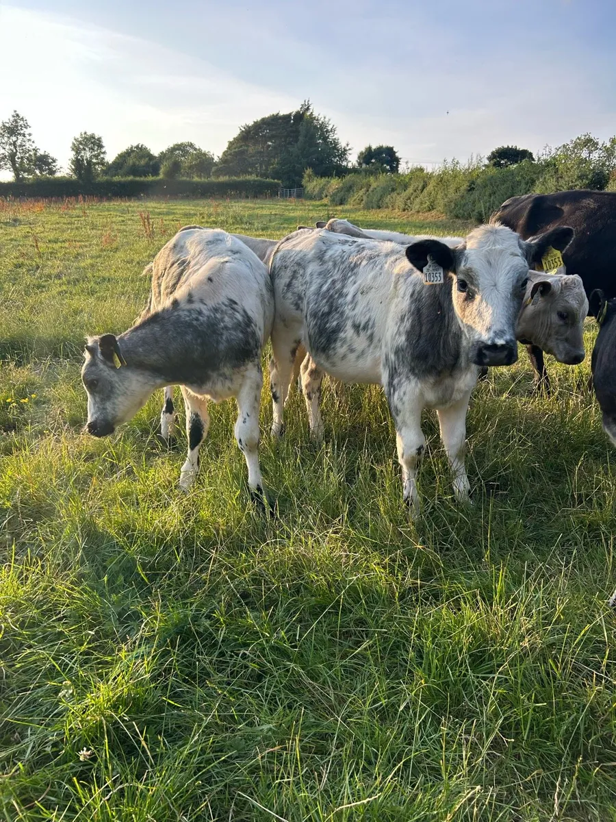 Belgium Blue heifers - Image 1