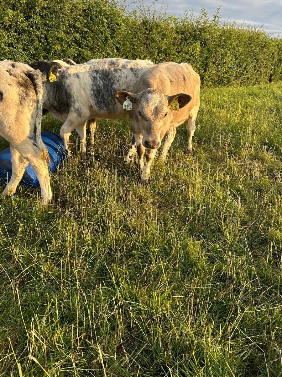 Belgium Blue heifers - Image 2