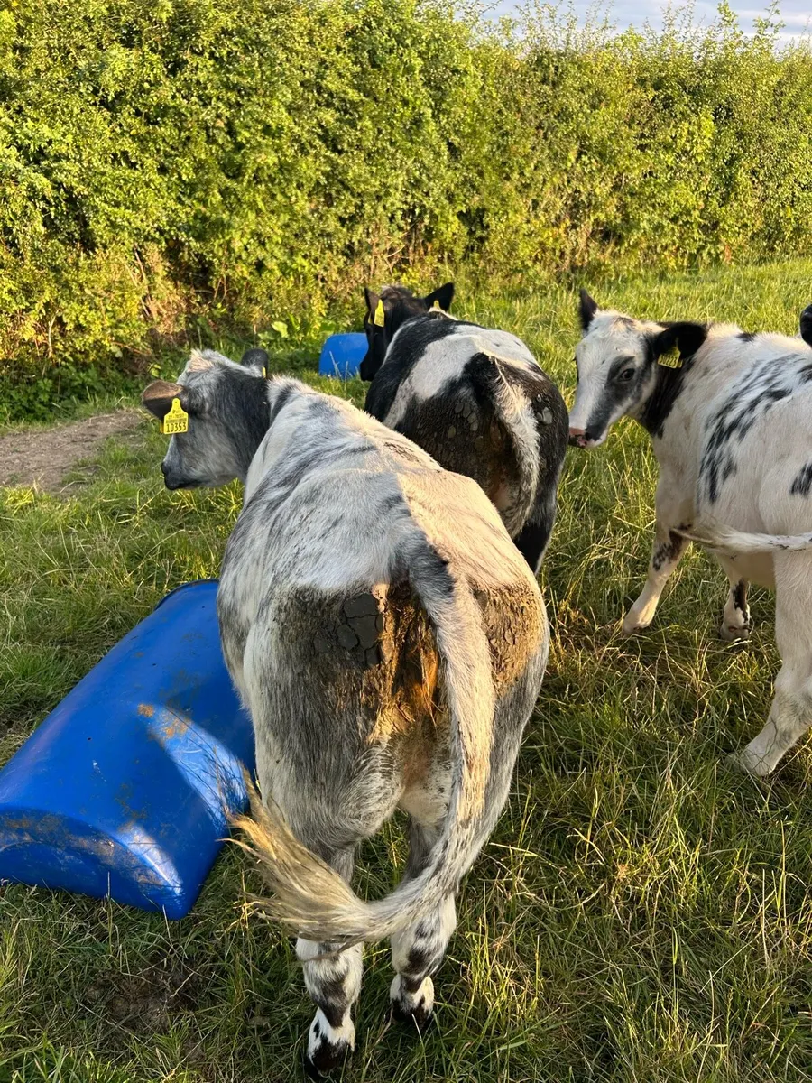 Belgium Blue heifers - Image 3