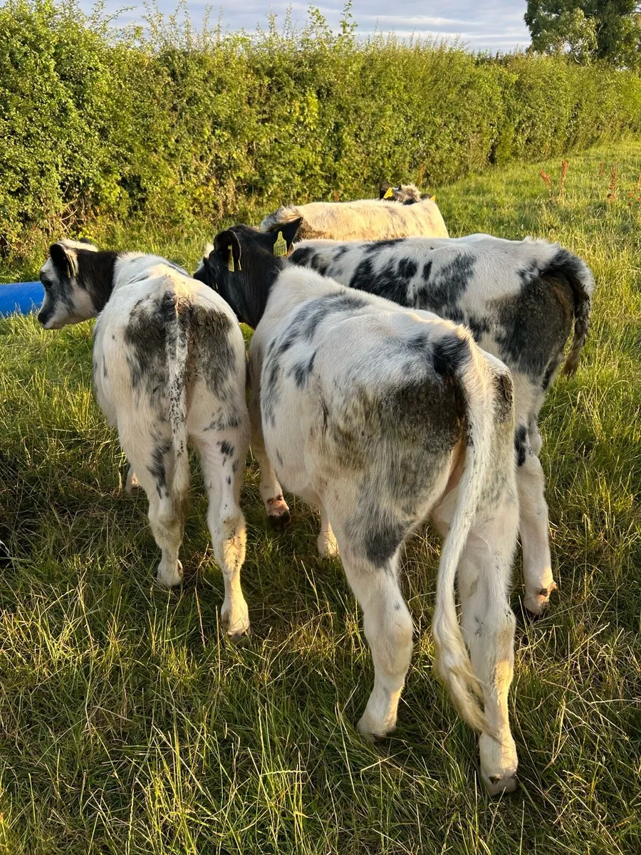 Belgium Blue heifers - Image 4