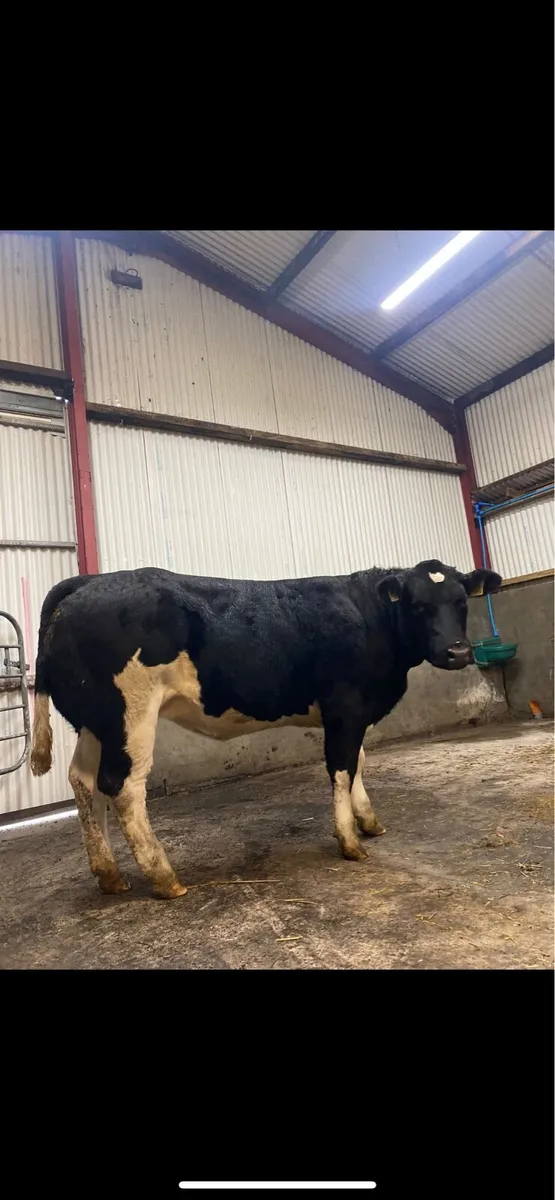 Breeding heifer ⭐️