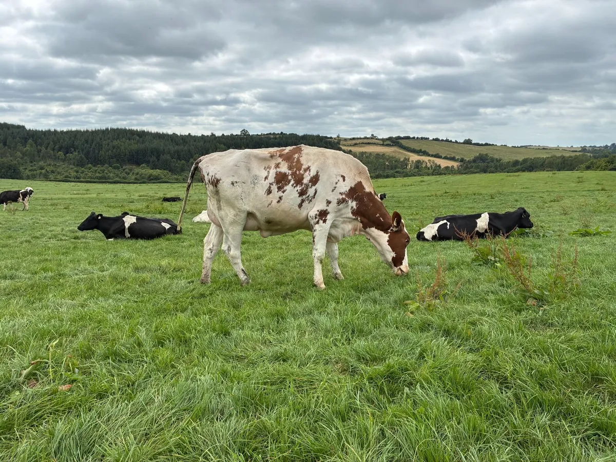 Fresh Calved  Cows and Heifers - Image 2