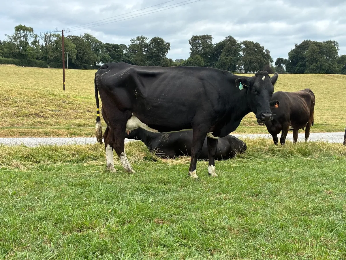 Fresh Calved  Cows and Heifers - Image 3