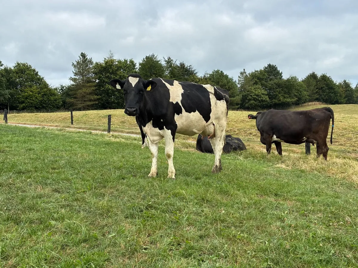 Fresh Calved  Cows and Heifers - Image 4
