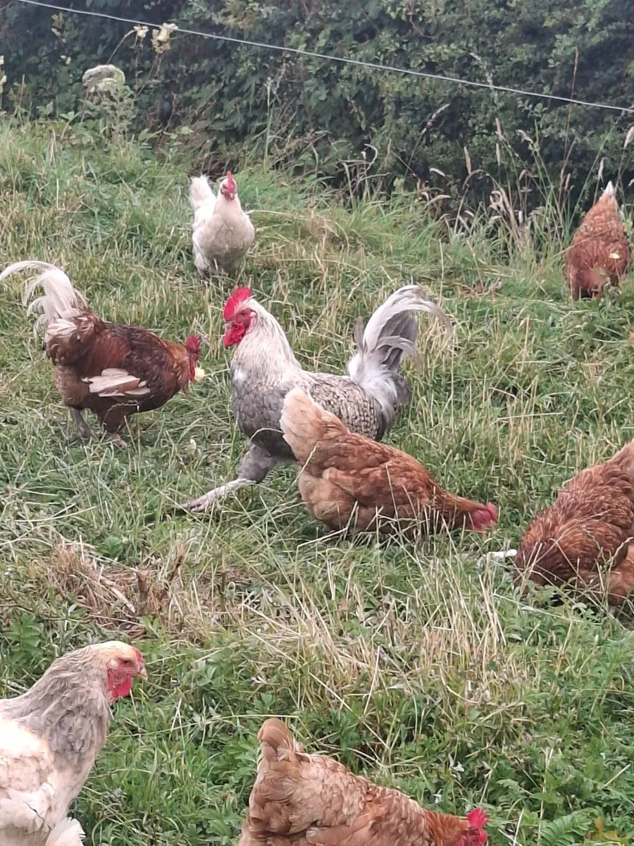Hens - Image 1
