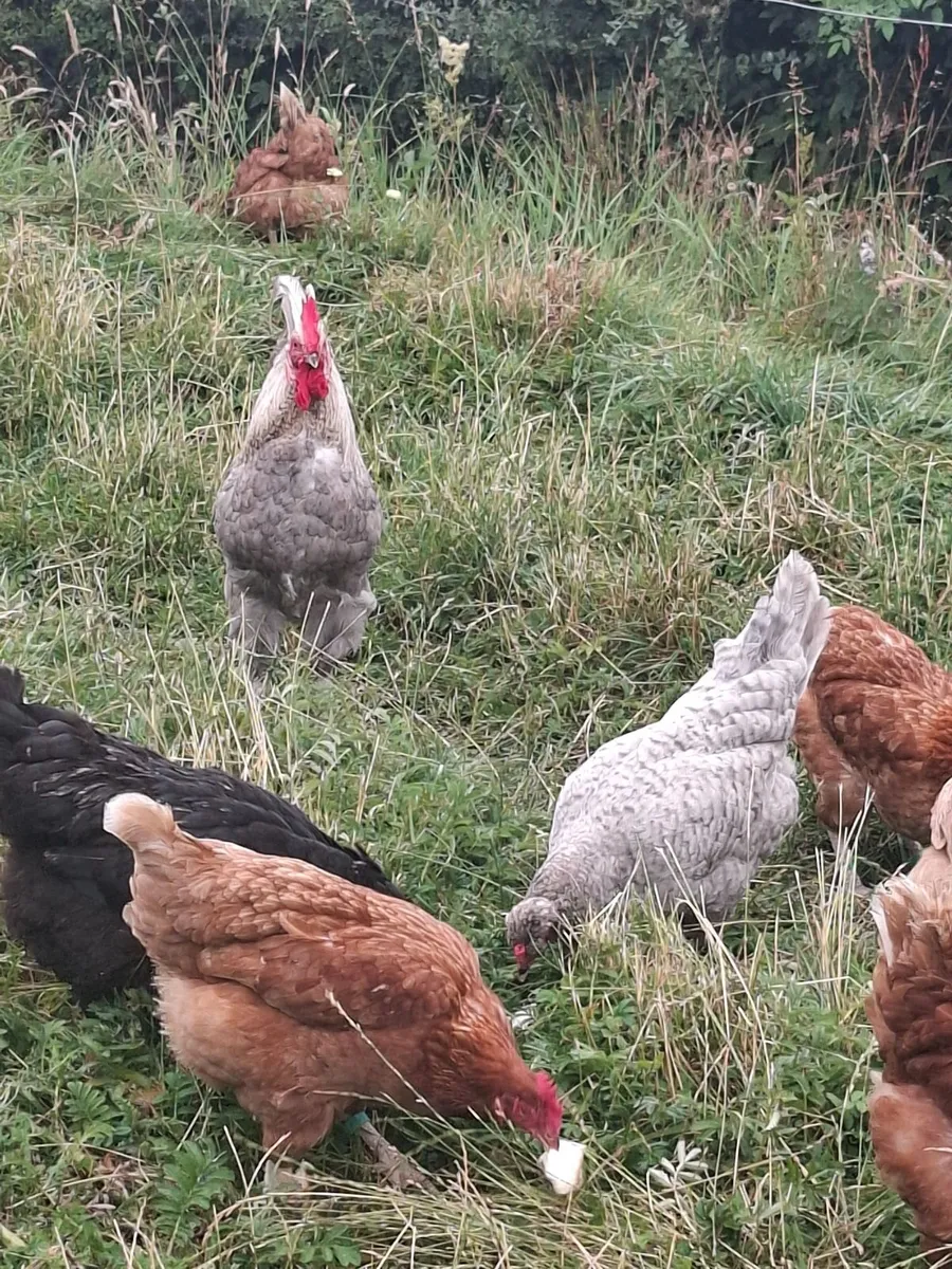 Hens - Image 2