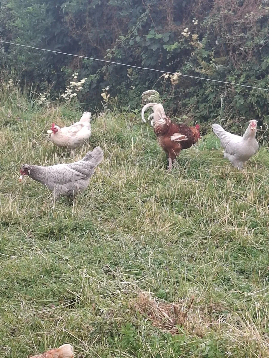 Hens - Image 3