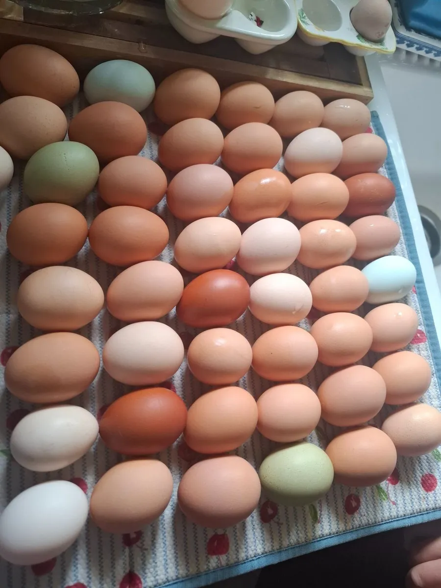 Hens - Image 4