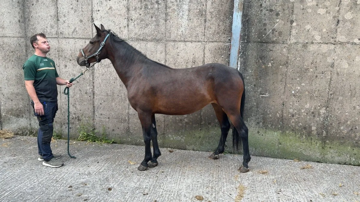 Two 4 year old connemara mares - Image 4