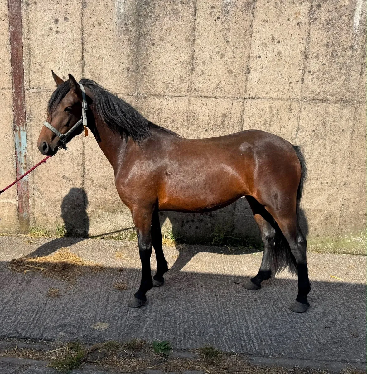 Two 4 year old connemara mares - Image 1