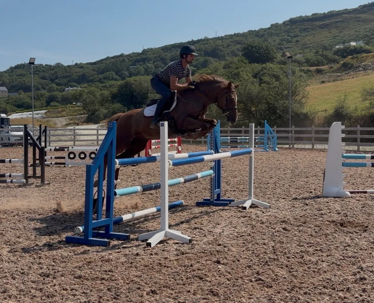 148cm 10to gelding jumping/ eventing pony - Image 1