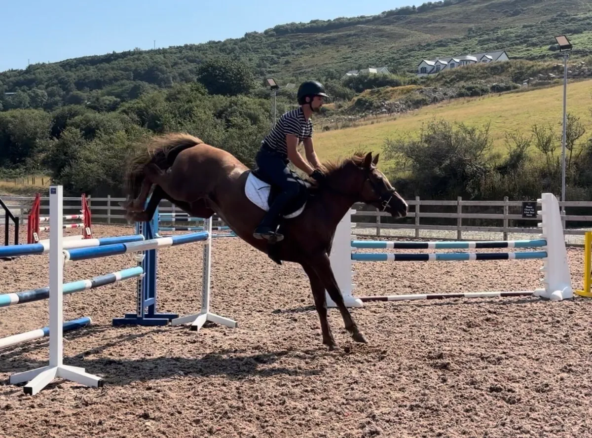 148cm 10to gelding jumping/ eventing pony - Image 2
