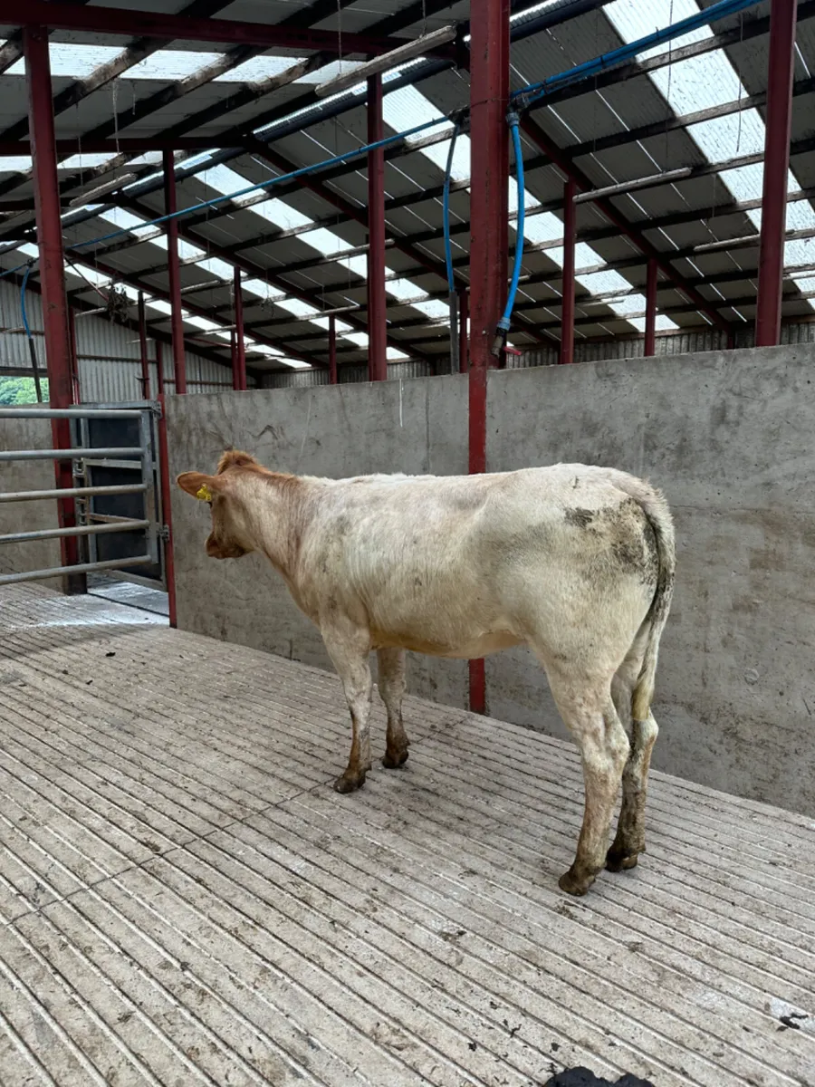 Roaned heifer - Image 4