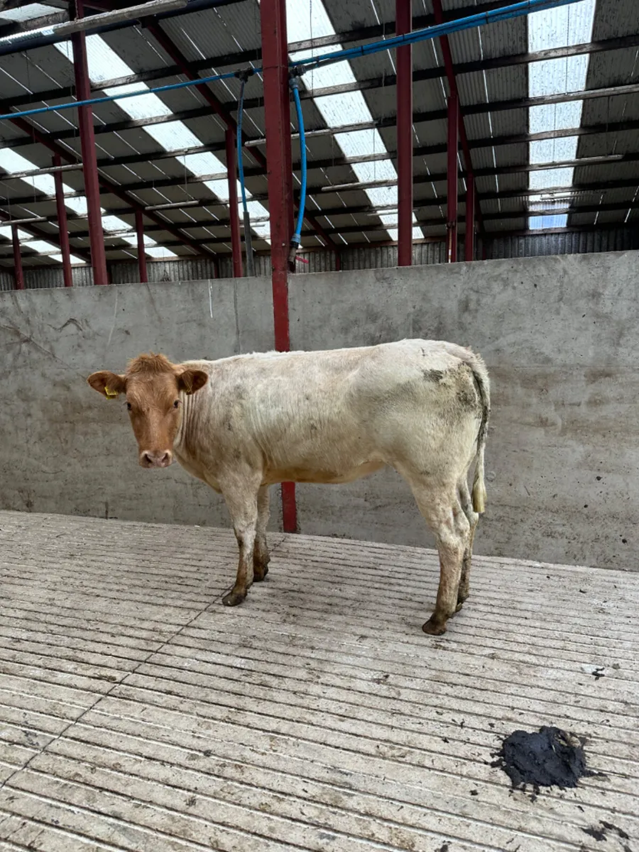 Roaned heifer - Image 2