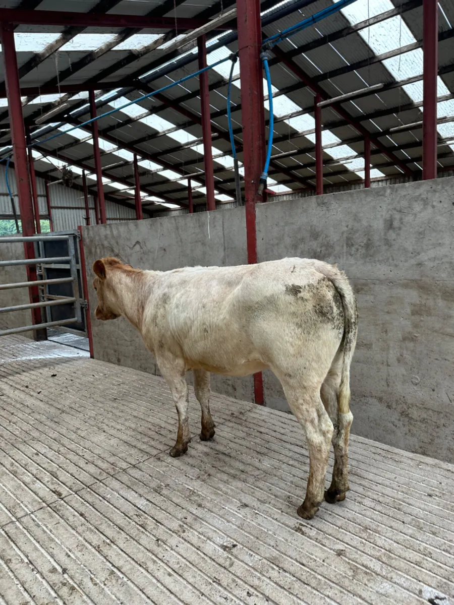 Roaned heifer - Image 3