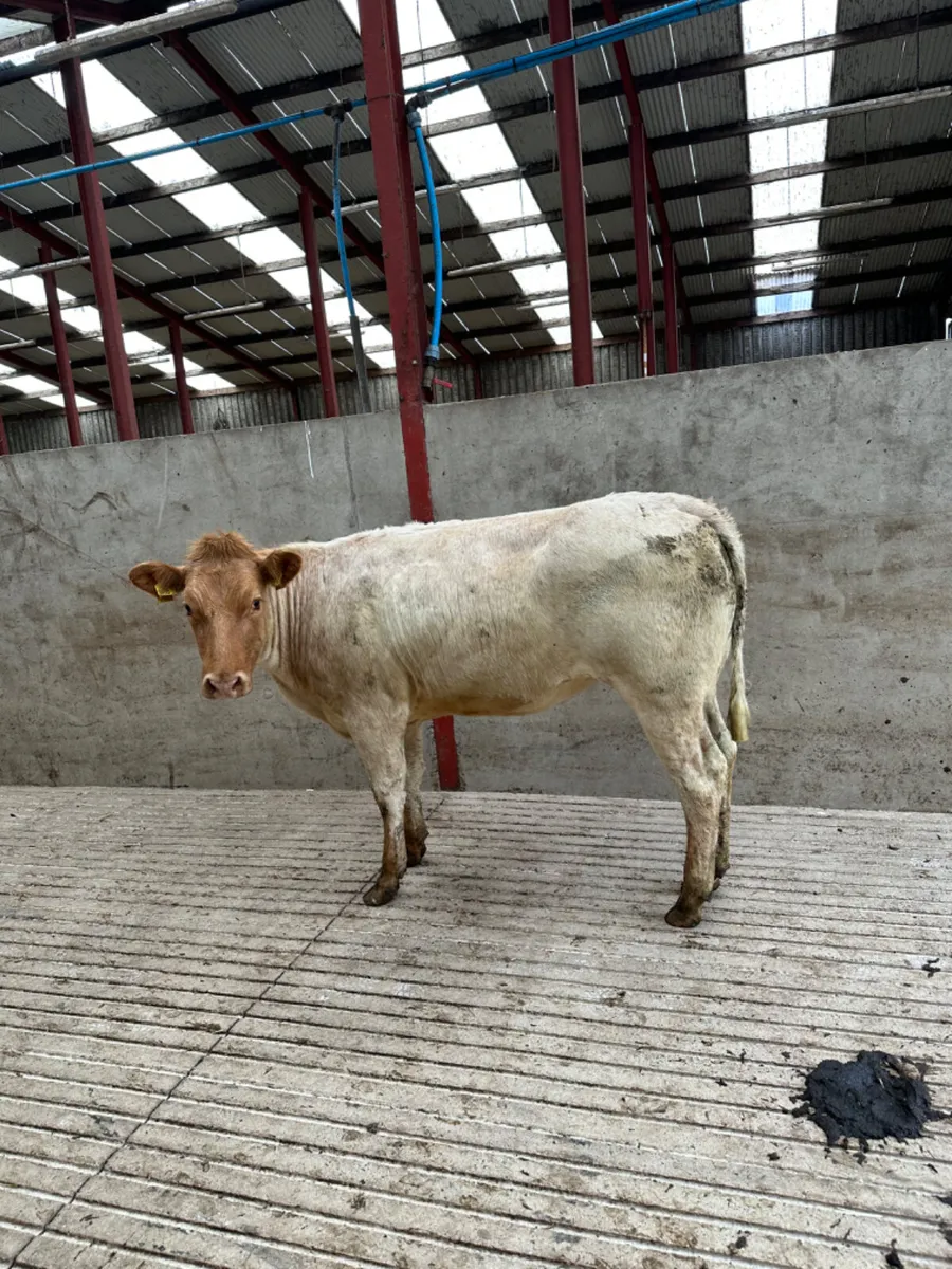 Roaned heifer - Image 1