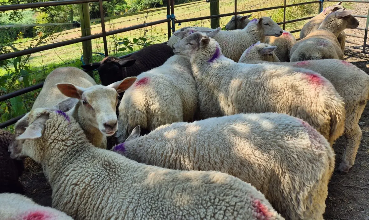 Ewes Lambs - Image 1