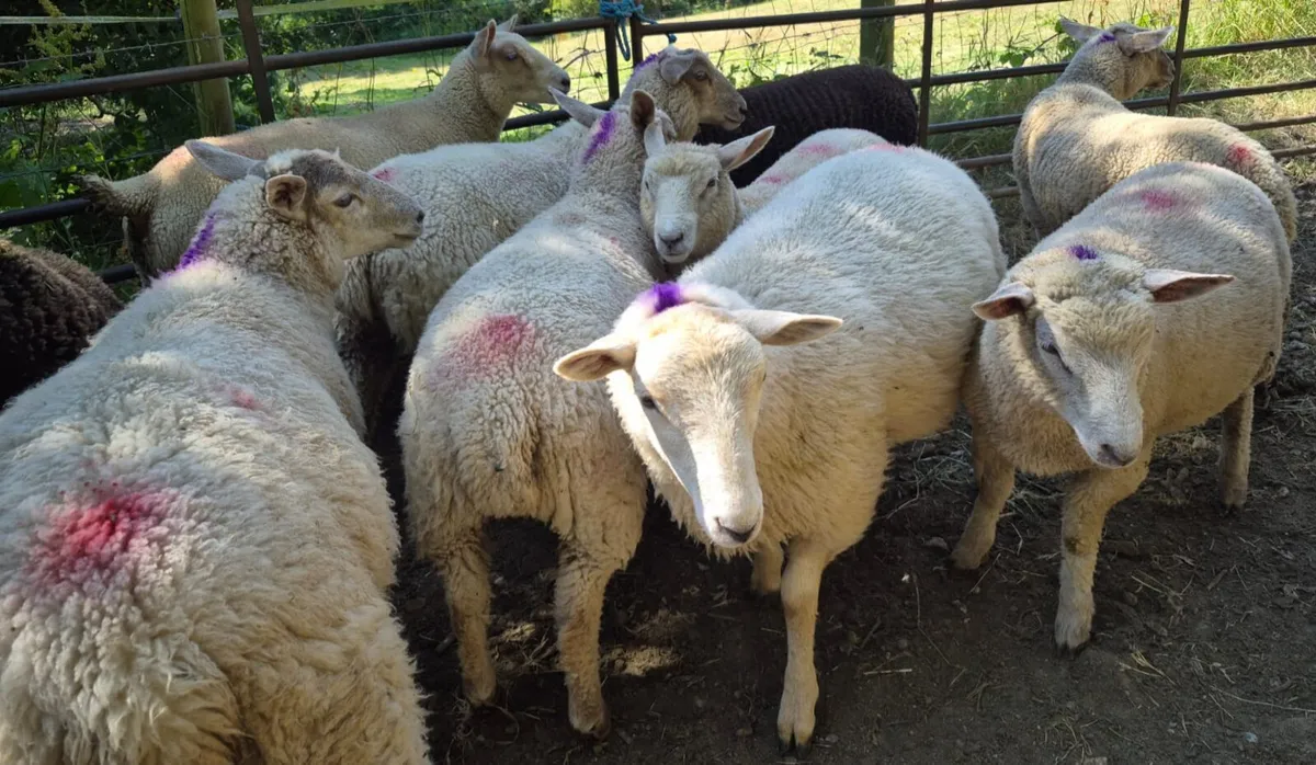 Ewes Lambs - Image 2