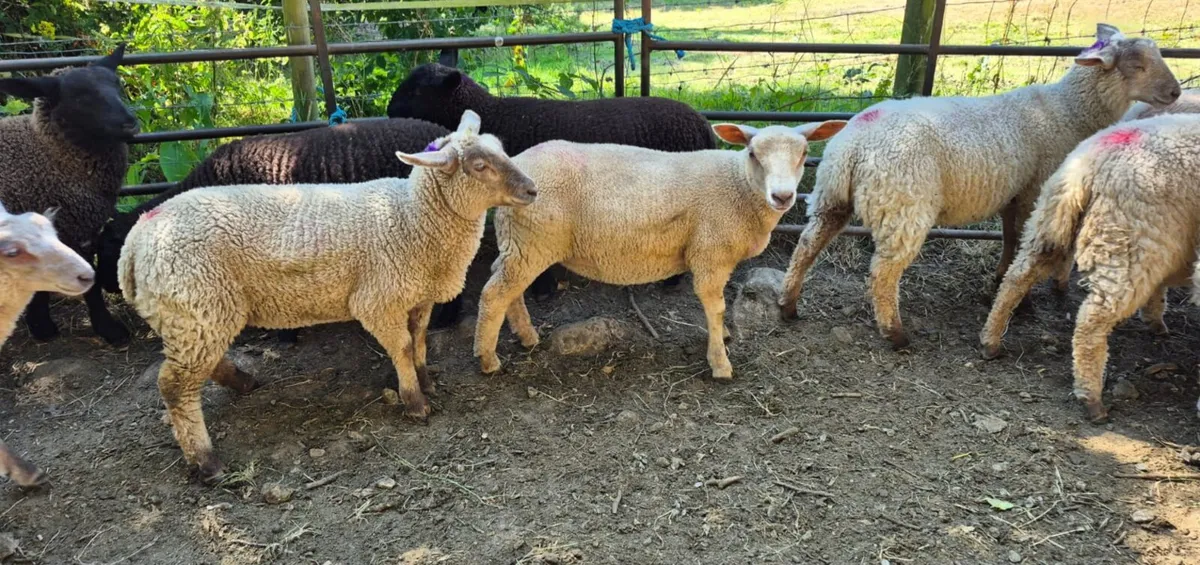 Ewes Lambs - Image 3