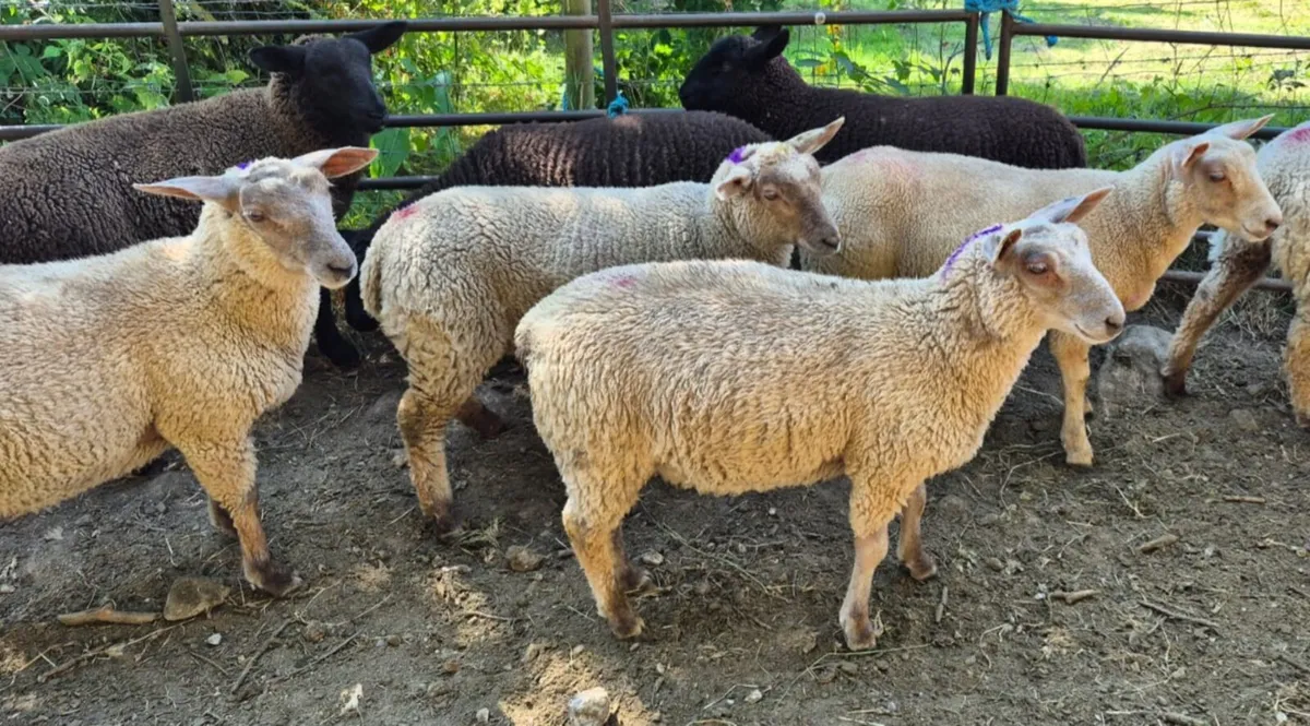Ewes Lambs - Image 4