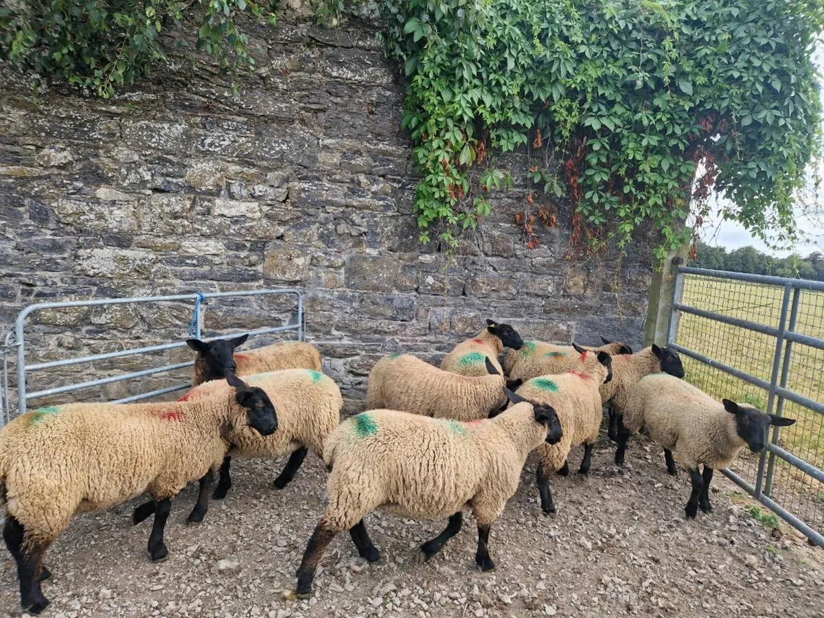 Suffolk x Mule Ewe Lambs - Image 4