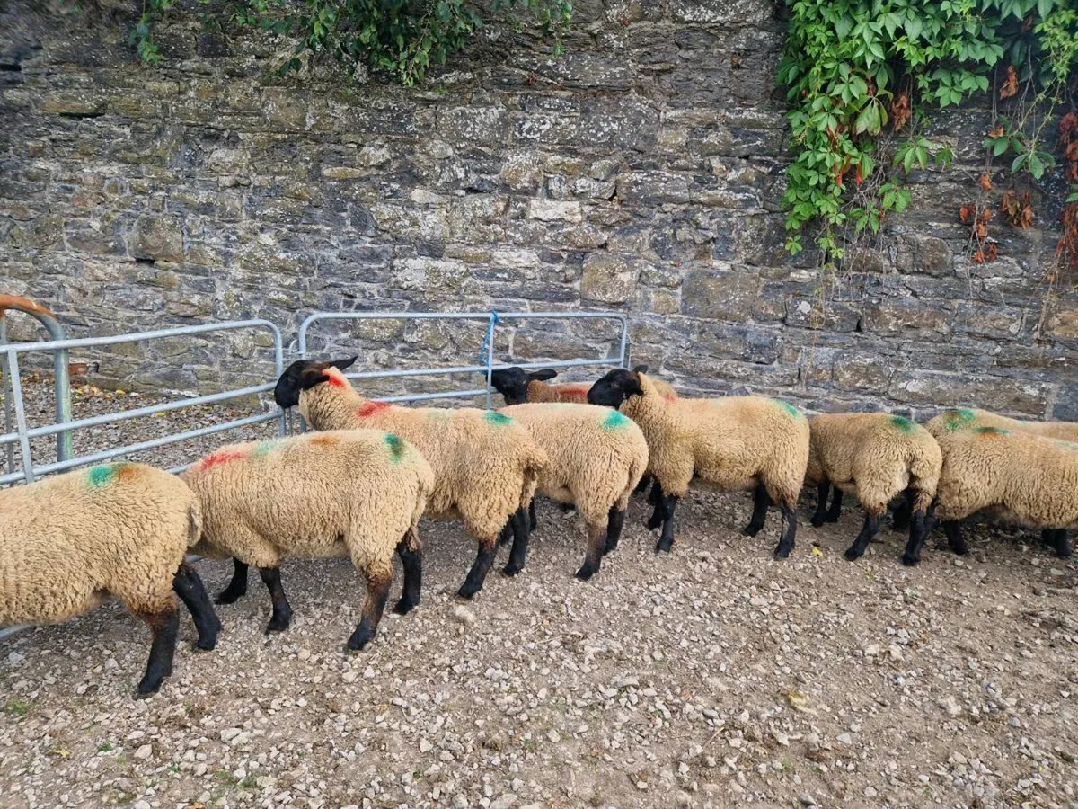 Suffolk x Mule Ewe Lambs - Image 1
