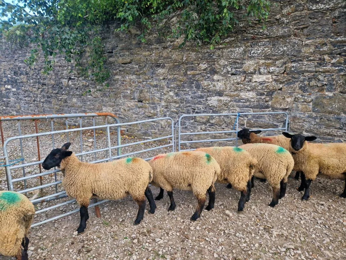 Suffolk x Mule Ewe Lambs - Image 2